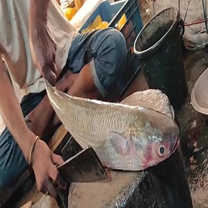 800K views · 256 shares | مهارات تقطيع أسماك البيتا الأكثر شعبية - تقطيع الأسماك الحية | Deep Sea Fishing Life | Facebook