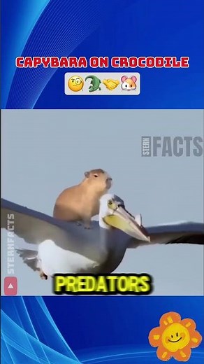 Capybara vs Crocodile: Why They Don’t Fight
