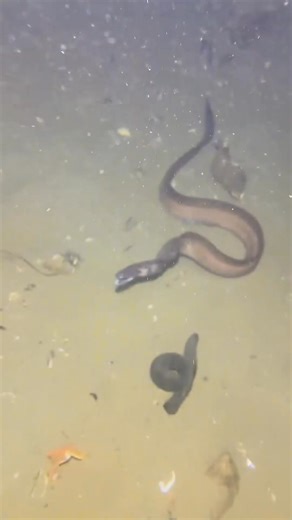 Hello there little sea snake #fishing #deepsea #nemo #eels #diving #crab #lobster | Catch the Sea