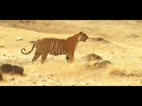 Life of Tiger Queen National Geographic Documentary HD 2020