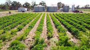 Beautiful Crop Rows Showcase Agriculture on a Large, Sunny Farm with Equipment and Water Tanks in the Background Stock Footage - Video of tank, scenic: 392857798