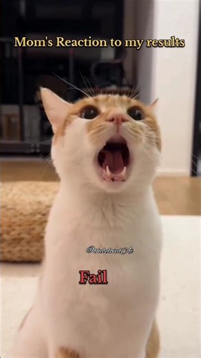 Mom's Reaction to my results 😿 #funny #cute #cat