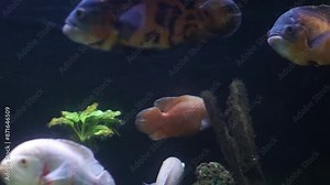 4K recording Oscar fish or Astronotus ocellatus was swimming in the aquarium. freshwater fish in Indonesia