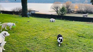 Double J Dog Ranch on Reels