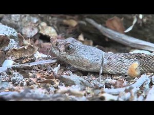 Rattleless Rattlesnake in Mexico's Baja California