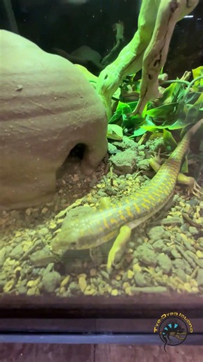 Which reptile do you think has the most underrated color pattern?