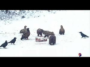 The Difference between a Raven and a Crow