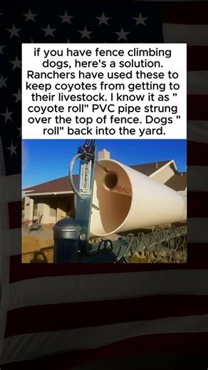 Coyote Roll: Keep Dogs Safe in the Yard