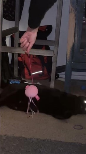 Houdini the Bombay cat Muay Thai training