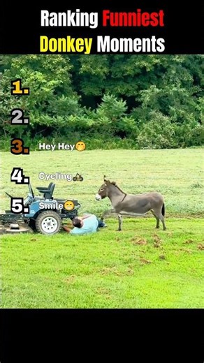Ranking Funniest Donkey Moments 😂🤣