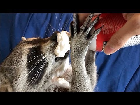 Taste Test to Find a Raccoons Favorite Snack!