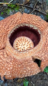 11K views · 59 reactions | in search of Rafflesia plant ️☘️...