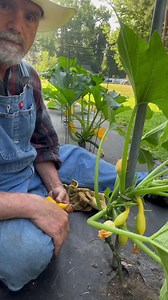 653K views · 13K reactions | Help Squash Pollinators #gardentips #gardening #foodforest #farmlife #homestead #sustainability #permaculture | PawPaw Ridge Homestead | Facebook