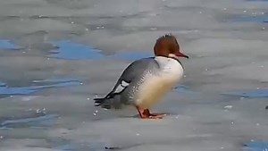 1.1K reactions · 132 shares | With exotic looks and sleek moves, these diving ducks are more than what their name suggests. Common Mergansers are winter residents, common migrants, and accidental summer tourists. Learn more about mergansers at https://mdc.mo.gov/blogs/discover-nature-notes/mergansers-bust-move | Missouri Dept. of Conservation | Facebook