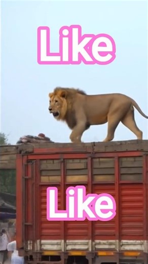 lion 🦁🦁🦁🦁🦁