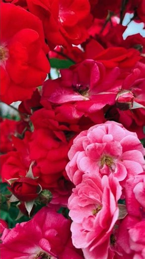 #rajinikanthmovie #ilayarajamelodyhits #rose #flowersongs