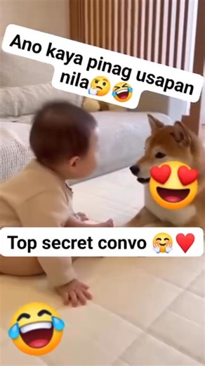 Funny Bella #yorkie #cuteness #doggy #friendship | Furbaby Bella | Facebook