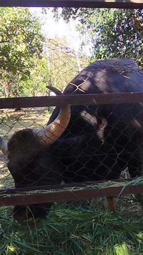 GAUR – A Rare Animal on the IUCN Red List 🐃 #shorts