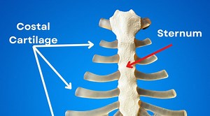 What Is A Rib Cage Anyway? pt. 2