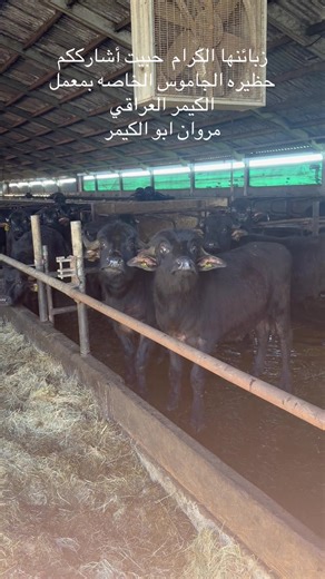 Marwan Sitto (@marwansitto)’s videos with Gemar Arab - Hussam Al Rassam