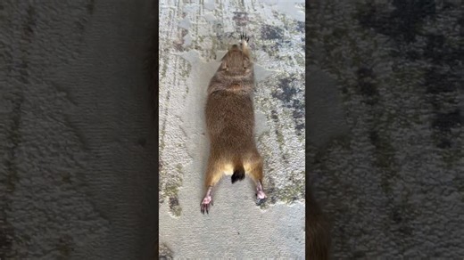 Poppy Chooses Exercise Instead of Eating Parsley