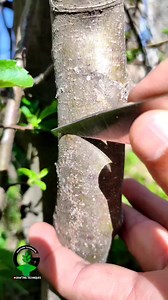 1M views · 3K reactions | Apple tree grafting technique fruit plant grafting techniques | Easy Grafting Techniques | Facebook