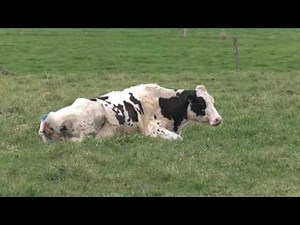 Livestock: The new generation Dairy Stud Breeder Doing very well
