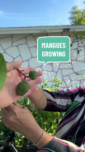 We spot mangoes growing in the trees! 🥭 | garden