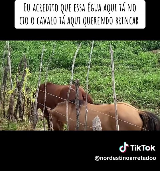 Cavalo em Cio: Comportamento e Interação