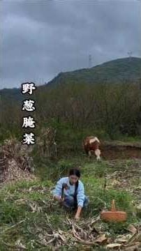 Wild Garlic Season is Here! Dig In to Make Easy & Delicious Wild Garlic Pickles 🌿🧄