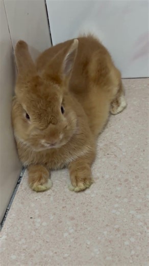 The Flop of the Century! Our Bunny is Recharging.#bunny #rabbit #shorts #cutebunny