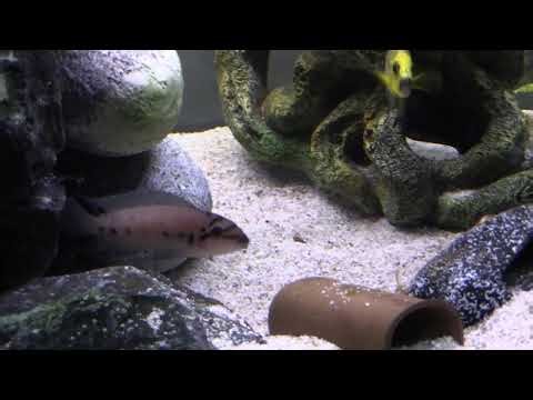 Chalinochromis sp. Ndobhoi