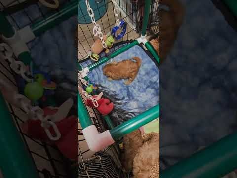 Cavapoo Puppies Play Time