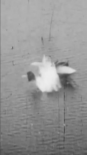 P-38 BLASTS German Seaplanes with .50cals #ww2 #airforce #navy #military #history #flying #army #war