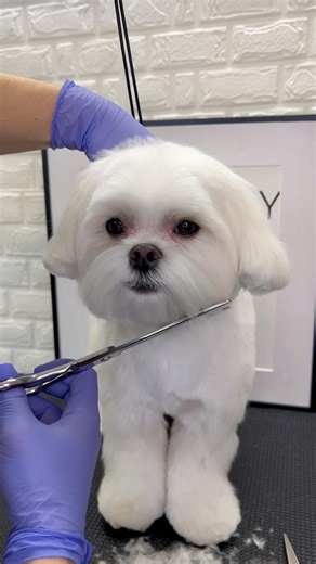 Maltese Grooming Face #maltese #dog #puppy #doggroomer #doggrooming