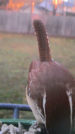Carolina Wren - The loudest chirper in my yard #birds #shorts