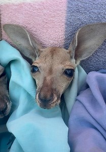 Please help me find my name. My other orphan friends Lucy, Lassie and Mr Bean have good names. What can my name be? 🤗✨💕 | The Kangaroo Sanctuary Alice Springs