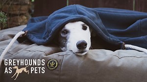 Greyhounds as Pets is pleased to unveil our new branding, including fresh new strategy, logos, colours and website! What we wanted was a 'home and hearth' approach. Something that would convey both the sophistication of the greyhound breed, the Greyhounds as Pets adoption programme and our unique aftercare programme, while still demonstrating a sense of warmth and fun. Of that indescribable, special feeling you get when you welcome a greyhound into your home and your heart. So we brought on a ne