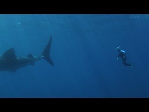 Ningaloo Reef Whale Sharks, Exmouth, Western Australia