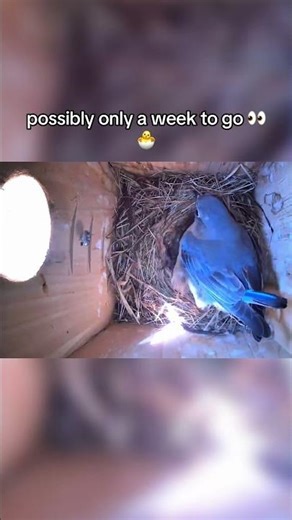 About a Week Until Hatch Time 👀🐣