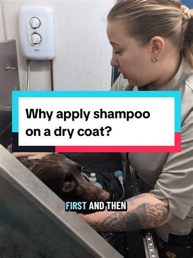 Benefits of Applying Shampoo on a Dry Dog