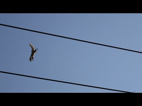 Squirrel jumps on Power Line.