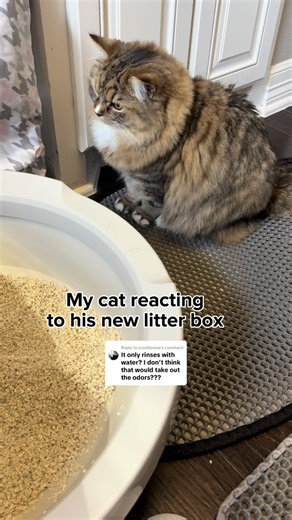 Replying to @jcovillarosa CatGenie SaniSolution Cartridges dispense the perfect amount of cat-safe, vet-approved cleaning solution during each CatGenie Cleaning Cycle. Available in Fresh Scent and Scent Free varieties. #catlitterbox #catgenie #automaticlitterbox #catproducts #catthings