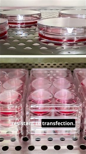 Transfection Failed? Check Your Cell Passage Number