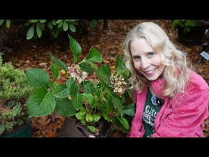 Can you Overwinter Hydrangeas Inside?
