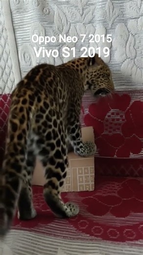 8 December 2025 Vivo S1 2019 oppo Neo 7 2015