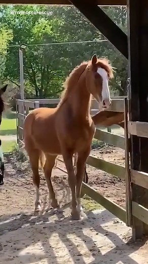 Watch Dasher become the beautiful horse he was always meant to be ❤️ (🎥 Mississippi Horses) | We Love Animals