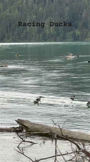 Racing Ducks of Cheakamus Lake #duck #shorts #shortvideo #shortsfeed
