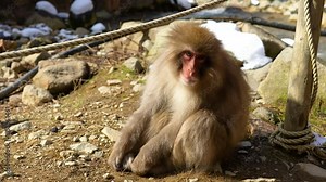 Cute little Japanese Macaque in Yamanouchi Jigokudani monkey park sits on ground scratching head by fence, Japan