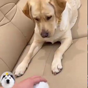 fat dog #Dogs #CuteDogs #LoveDog #SmartDogs | NYC Dog Rescua